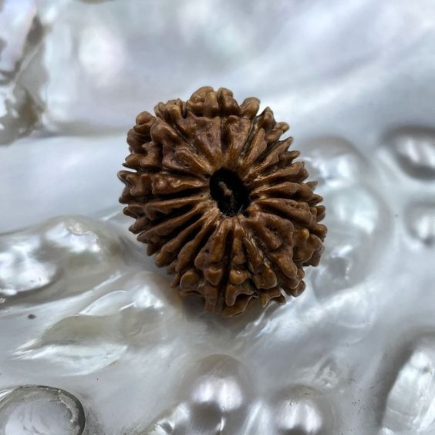 Rudraksha