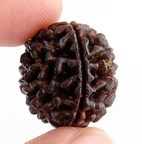 1 Mukhi Rudraksha