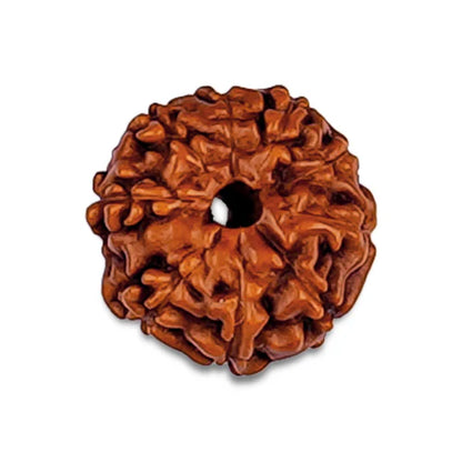 10 Mukhi Rudraksha