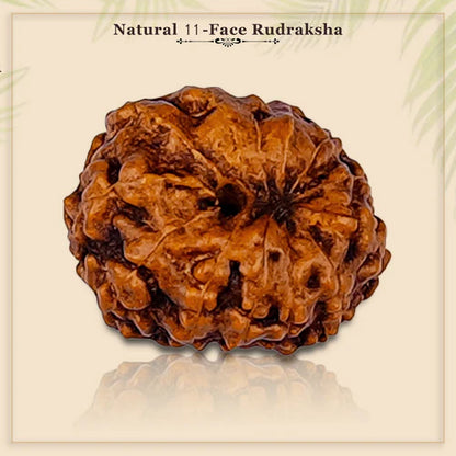 12 Mukhi Rudraksha