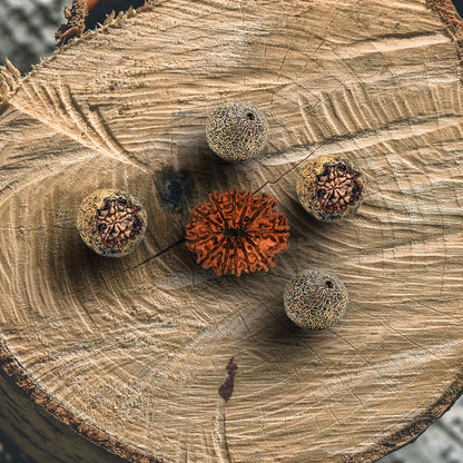 12 Mukhi Rudraksha