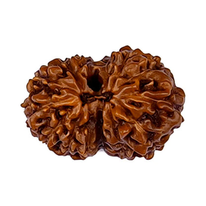 14 Mukhi Rudraksha