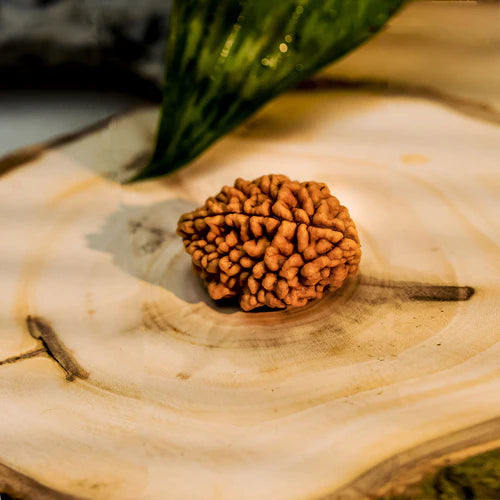 2 Mukhi Rudraksha