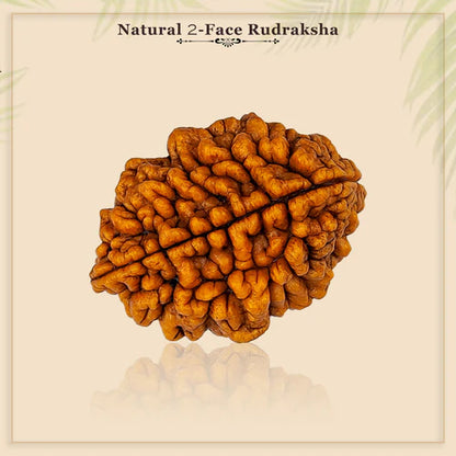 2 Mukhi Rudraksha